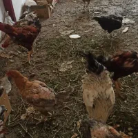 مرغ و خروس لاری زنده