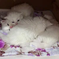 فروش گربه پرشین برفی|گربه|تهران, حر|دیوار