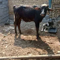 گاومیش نر