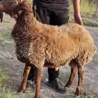 فروش بره نر چاق داشتی
