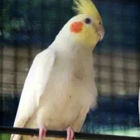 فروش یا معاوضه
