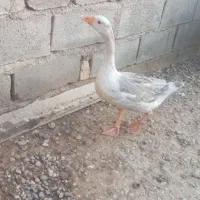 غاز  معاوضه میشود باعروس هلندی