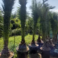 نخل فونیکس
