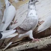 کبوتر تهرانی