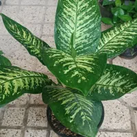 فروش گلهای دیفن باخیا و روسی زینتی