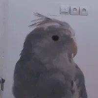 عروس هلندی گمشده|حیوانات|جم, |دیوار