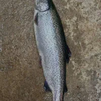 فروش ماهی قزل الا تحویل درب منزل