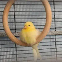 استخدام نیروی خانم جهت کار در سالن قناری