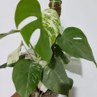 برگ انجیری ابلق