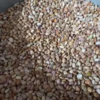 فروش لوبیا چیتی، قرمز، کپه، خرد و آشی|خوردنی و آشامیدنی|شیراز, میانرود|دیوار