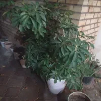 گل پنج انگشتی