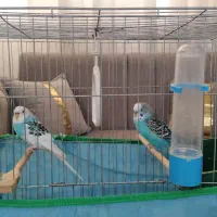 مرغ عشق آواز خوان