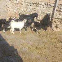 مال چاق کشتاری