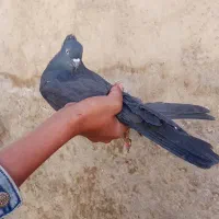 طوقی|پرنده|بروجن, |دیوار