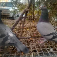 کبوتر پلاکی|پرنده|سهند, |دیوار