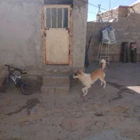 سگ گله|سگ|آبکوه, |دیوار