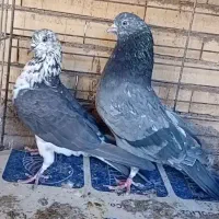 ۱۰جفت کفتر پرشی