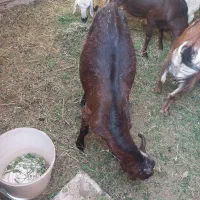 سلام یک عدد گوسفند فروشی