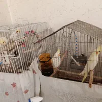 عروس هلندی