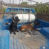 سگ ژرمن بلک