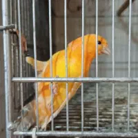 قناری سرخ نر نیمه مست