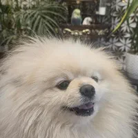 پامرانین خرسی سفید نر وارداتی کش ش|سگ|کرج, گلشهر|دیوار