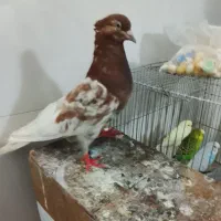 کبوتررایگان سار دورنگ راعبی طوقی دمچتری دم‌ قاشقی