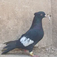 سه تا ماده جون خوب بپسندی
