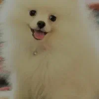 پرورش تخصصی نژاد پامر.پامرانین خرسی عروسکی|سگ|شیراز, فرهنگ شهر|دیوار