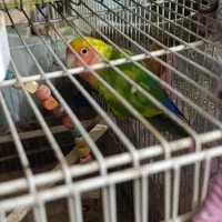 طوطی برزیلی .کوتوله