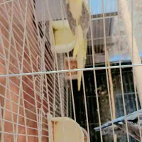 عروس هلندی نرفروشی