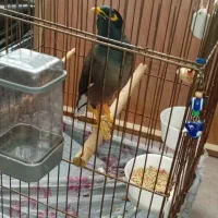 مرغ مینا سخنگو وراج