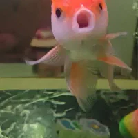 ماهی گلدفیش