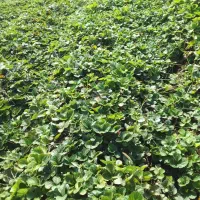 توت فرنگی سابرینا درجه یک