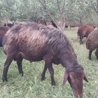 فروش قوچ سه ساله
