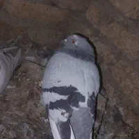 فروش ۷تا کفتر بالغ|پرنده|تفت, |دیوار