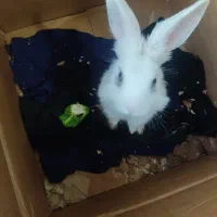 خرگوش باهوش|موش و خرگوش|تهران, مسعودیه|دیوار