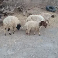 دو گوسفند بابره .شک میش