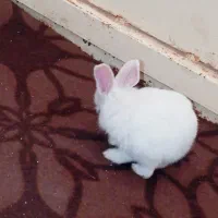 خرگوش گمشده|حیوانات|یاسوج, |دیوار