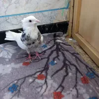 ماده طوقی