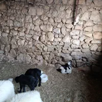 گوسفند|حیوانات مزرعه|لیکک, |دیوار