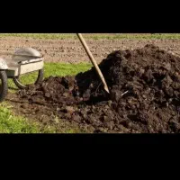 کود حیوانی گاوی گوسفندی