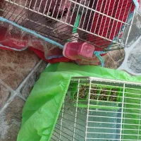 جوجه سهره|پرنده|ایلام, |دیوار