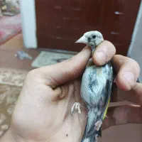 سهره تبریزی بخون همه نر هستن وروبه اتمامی از لکک|پرنده|شوشتر, |دیوار