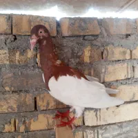 کفتر