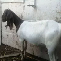 بزغاله ماده چاق