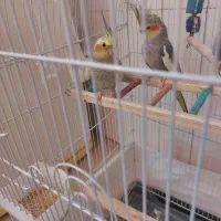 عروس هلندی نر و ماده