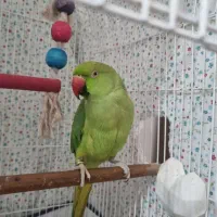 طوطی ملنکو