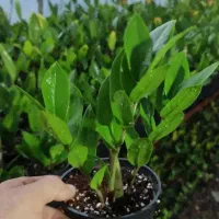 گل زاموفیلیا کادو برای روز مادر فقط70هزار