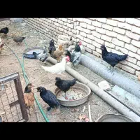 کاسرک و خروس نوق|حیوانات مزرعه|رفسنجان, |دیوار